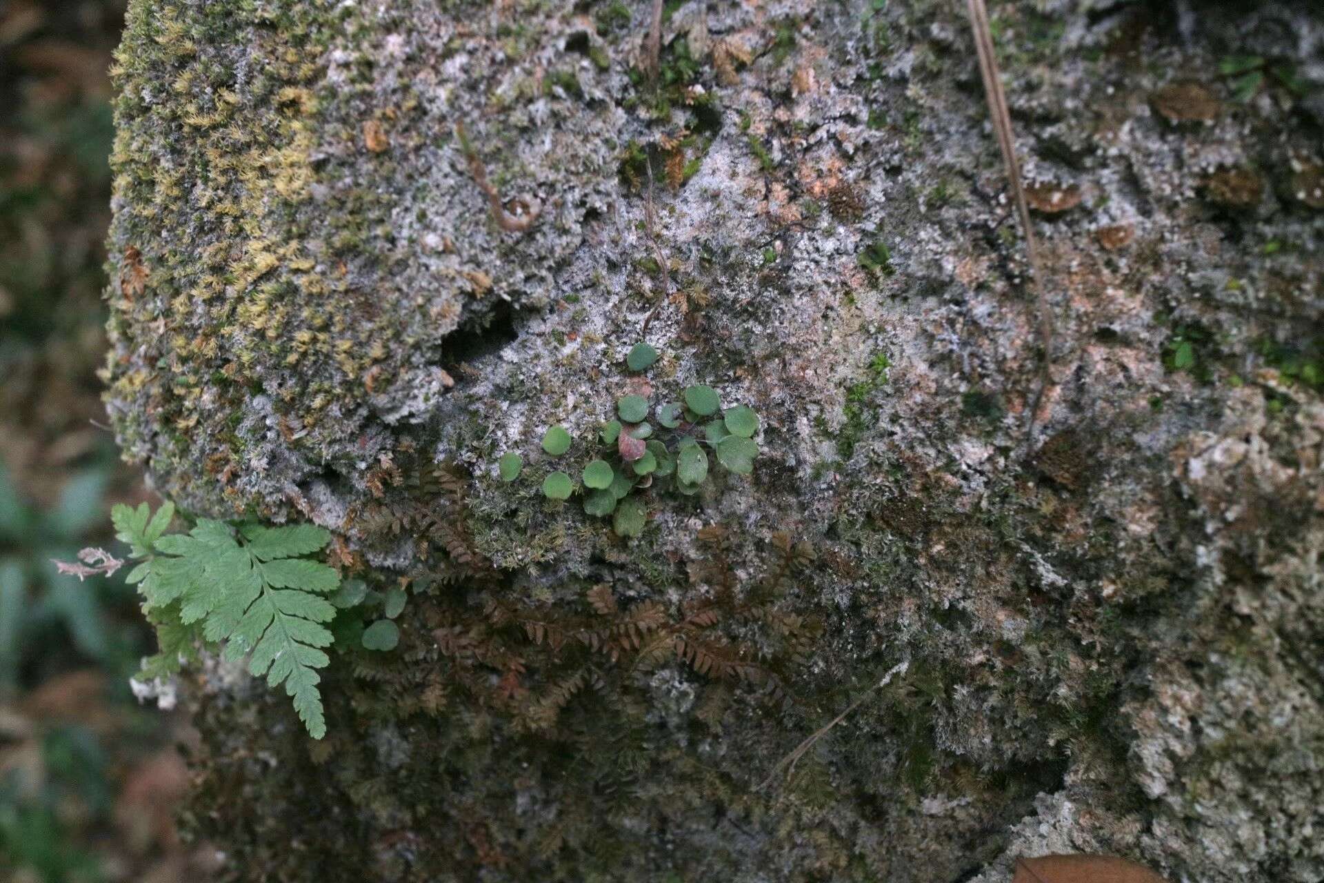 Image of Adiantum mariesii Bak.