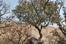 Image of Ficus velutina Humb. & Bonpl. ex Willd.