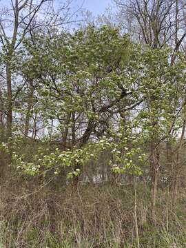 Image de Crataegus mollis (Torr. & Gray) Scheele