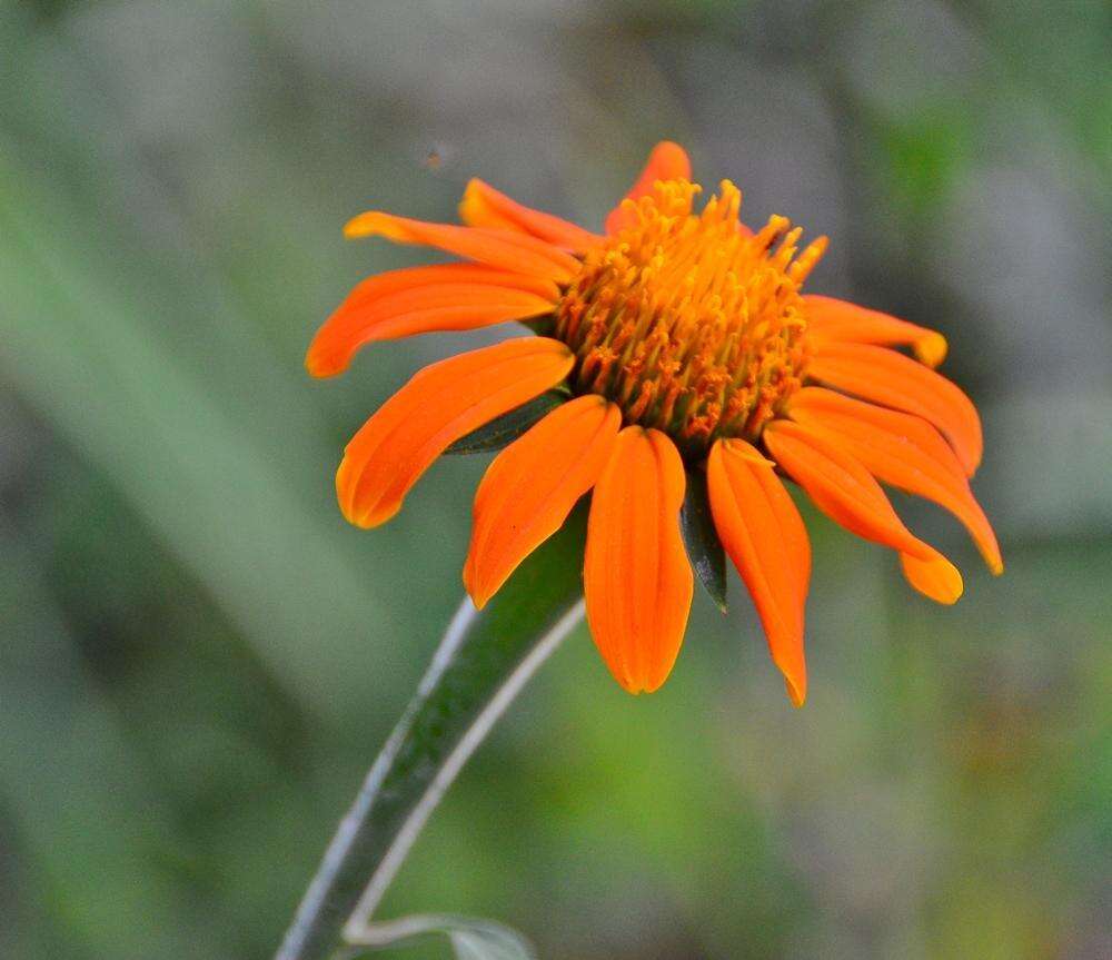 صورة Tithonia rotundifolia (P. Mill.) Blake