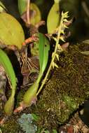 Imagem de Bulbophyllum baronii Ridl.