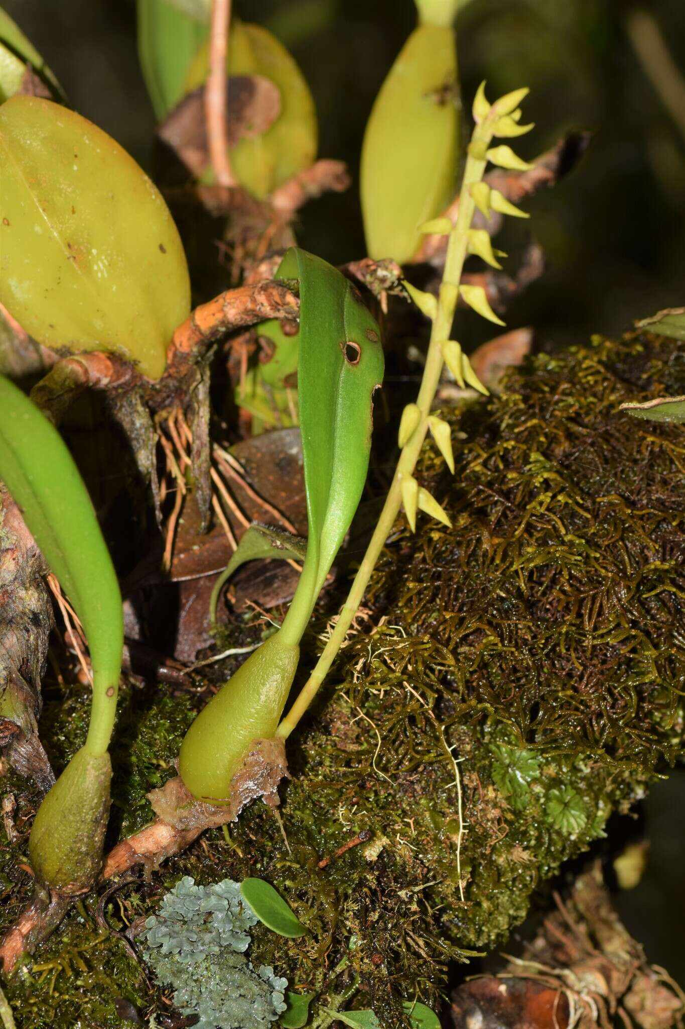 Bulbophyllum baronii Ridl.的圖片