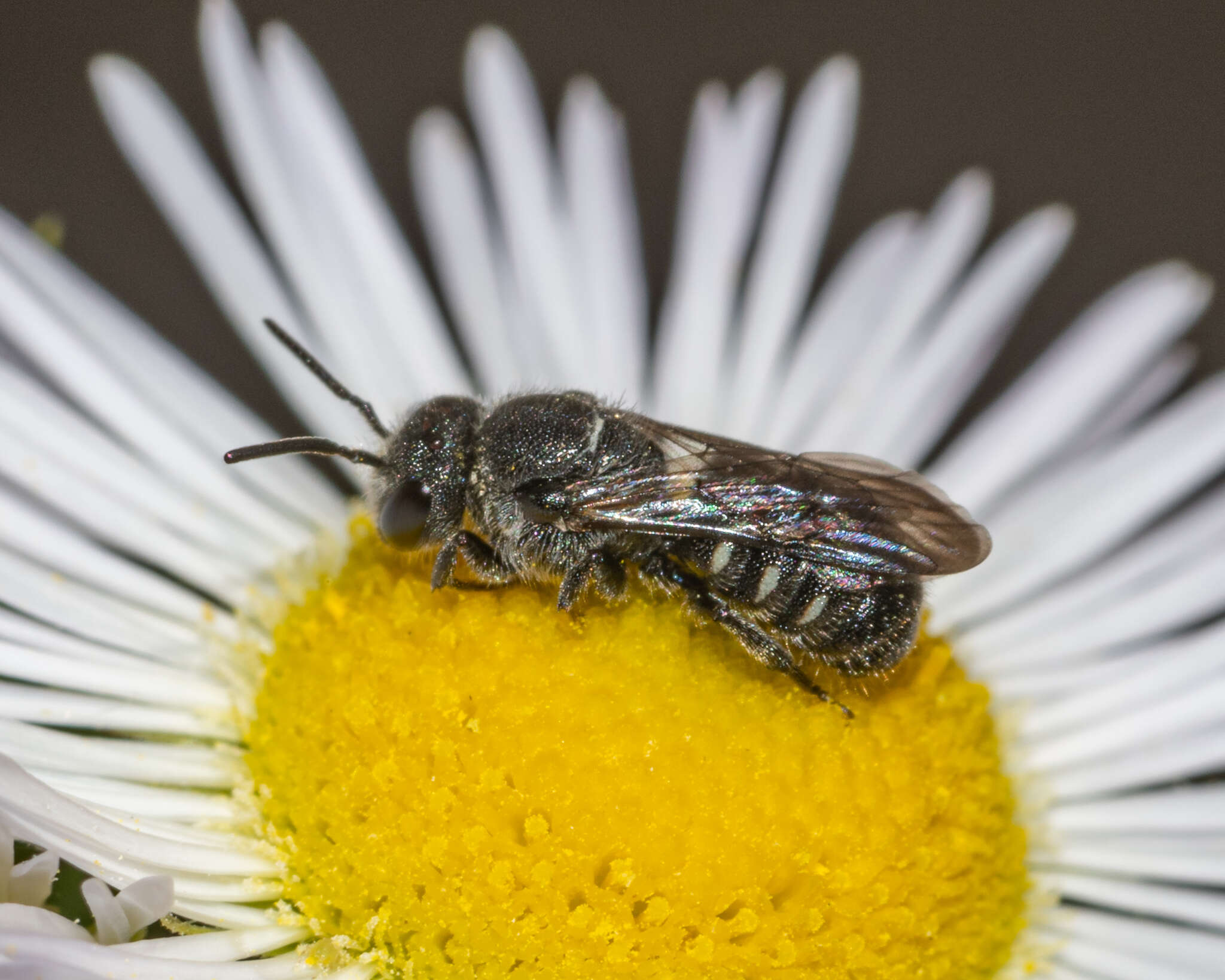 Image de Stelis coarctatus Crawford 1916