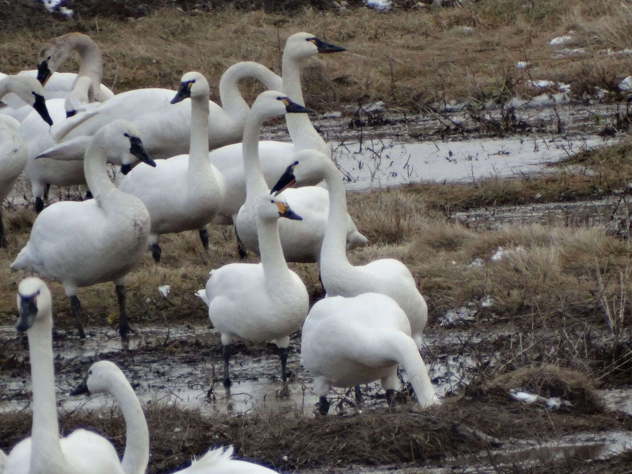 Image of Bewick's swan