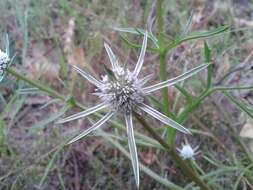 Image of Eryngium pinnatifidum Bunge