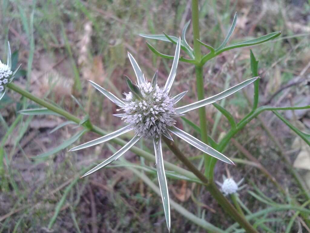 Image of Eryngium pinnatifidum Bunge