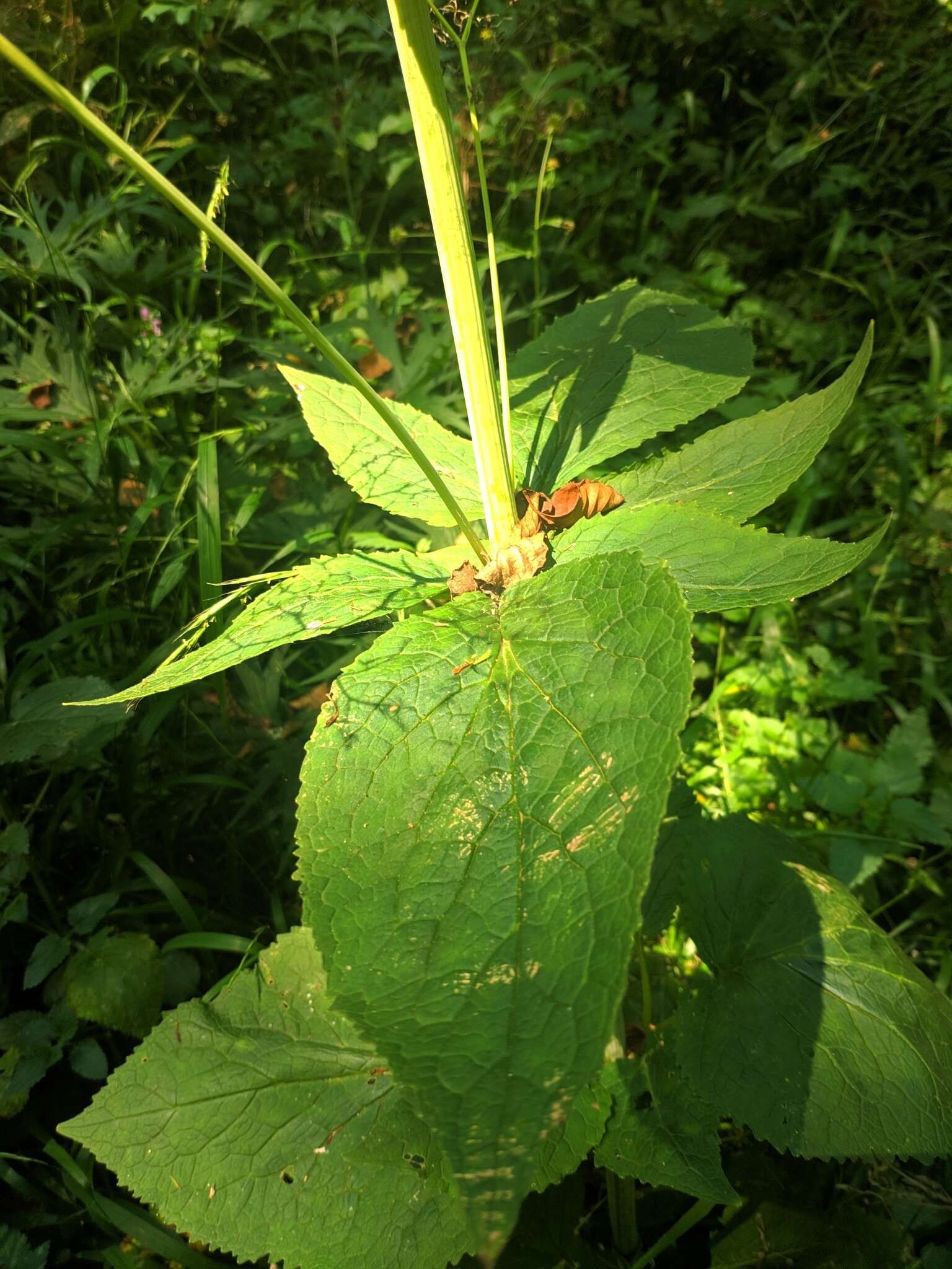 Image of Valeriana pyrenaica L.