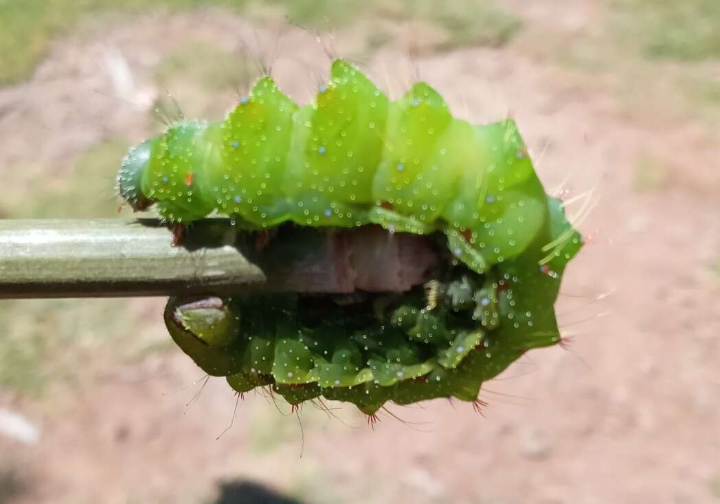 Image of Actias truncatipennis (Sonthonnax 1899)