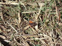 <i>Lycaena phlaeas daimio</i> resmi