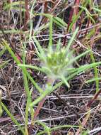 Image of sticky western rosinweed