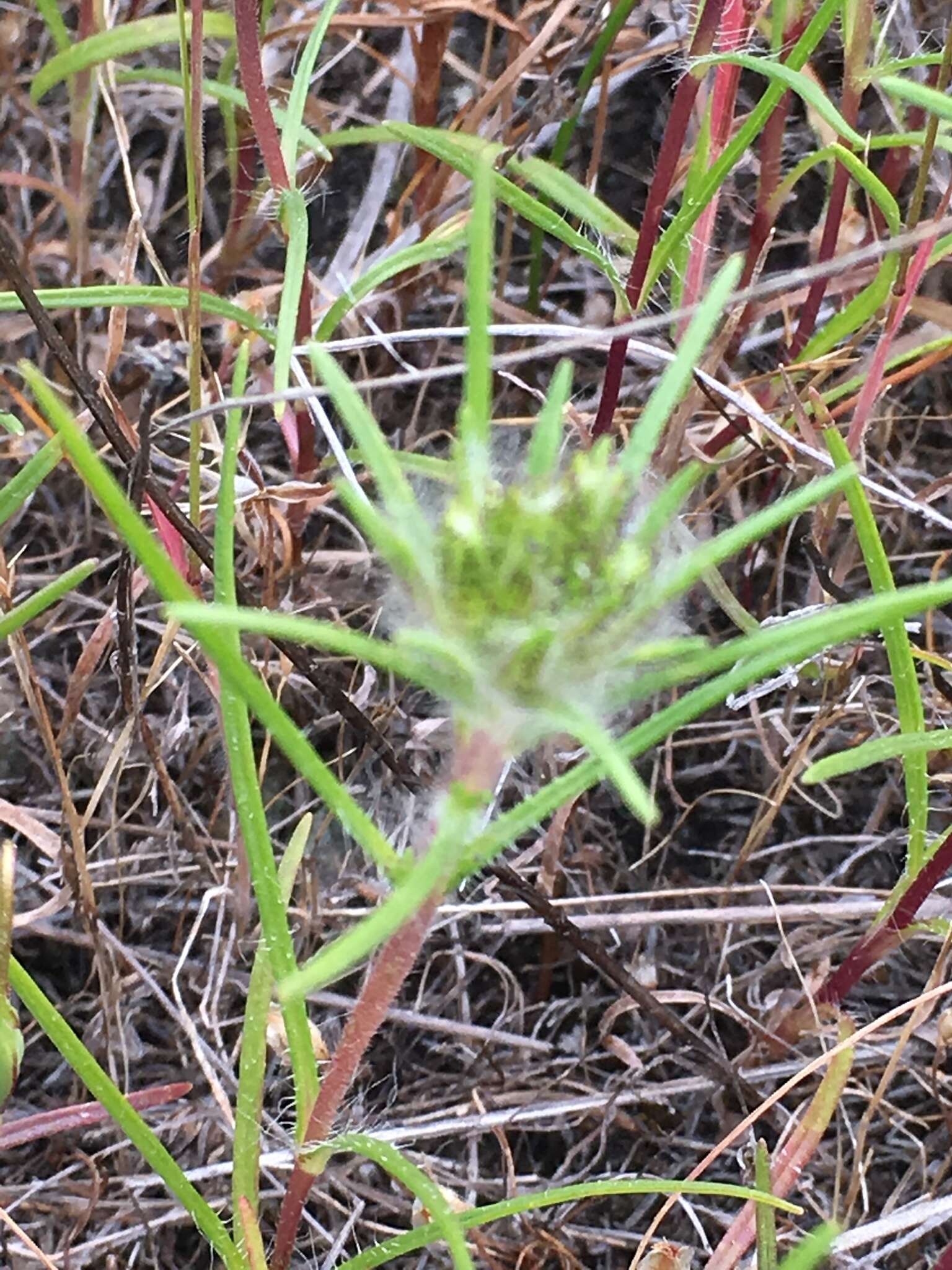 Image of sticky western rosinweed