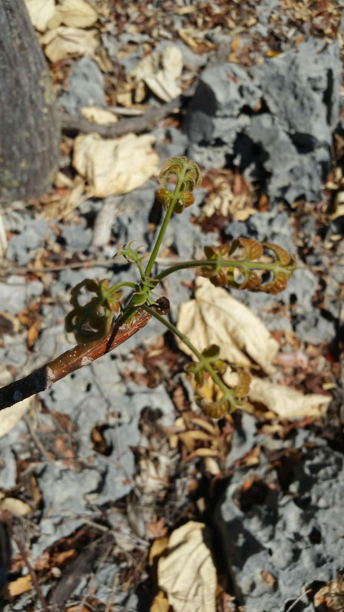 Plancia ëd Operculicarya gummifera (Sprague) Capuron