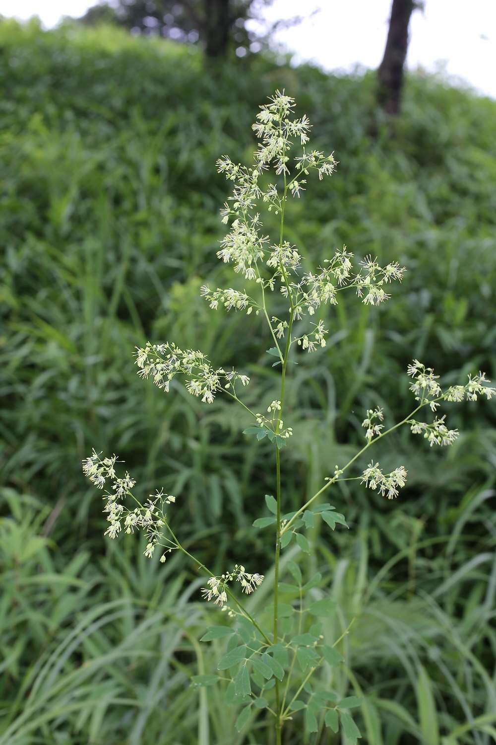 Image of Thalictrum minus subsp. thunbergii (DC.) Vorosh.