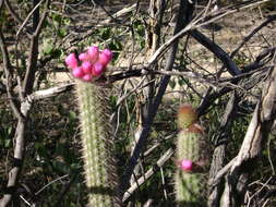 صورة Arrojadoa rhodantha (Gürke) Britton & Rose