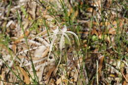 Image of Caladenia nobilis Hopper & A. P. Br.