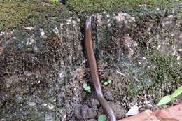 Image of Fine-spotted Mulch-skink