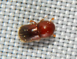 Image of granulated ambrosia beetle