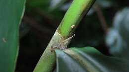 Image of Alpinia sessiliflora Kitam.