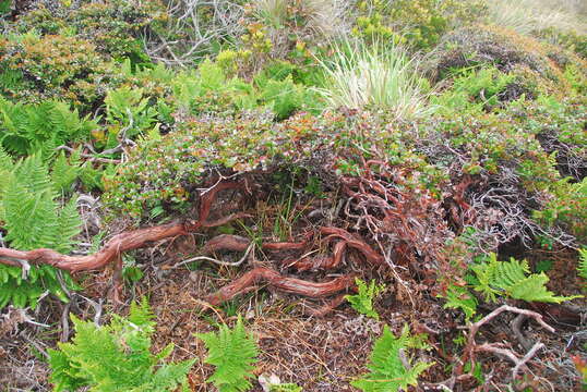 Image of Arctostaphylos nummularia subsp. nummularia