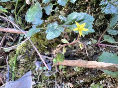 Image of Sedum stellariifolium Franch.