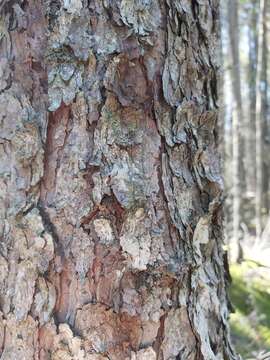 Image of sphinctrina lichen