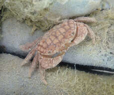 Image of areolated xanthid crab