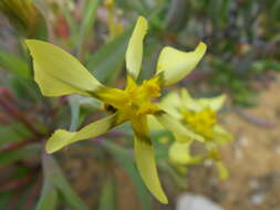 Image of Moraea knersvlaktensis Goldblatt