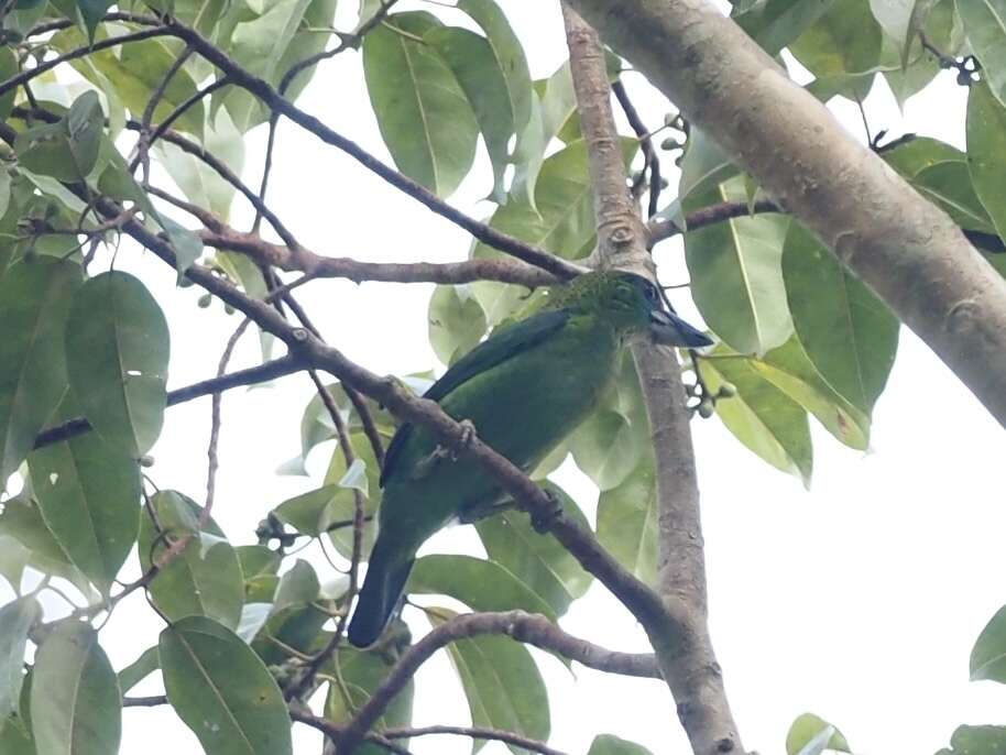 Image of Red-throated Barbet