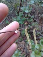 Image of Corylus cornuta subsp. californica (A. DC.) A. E. Murray