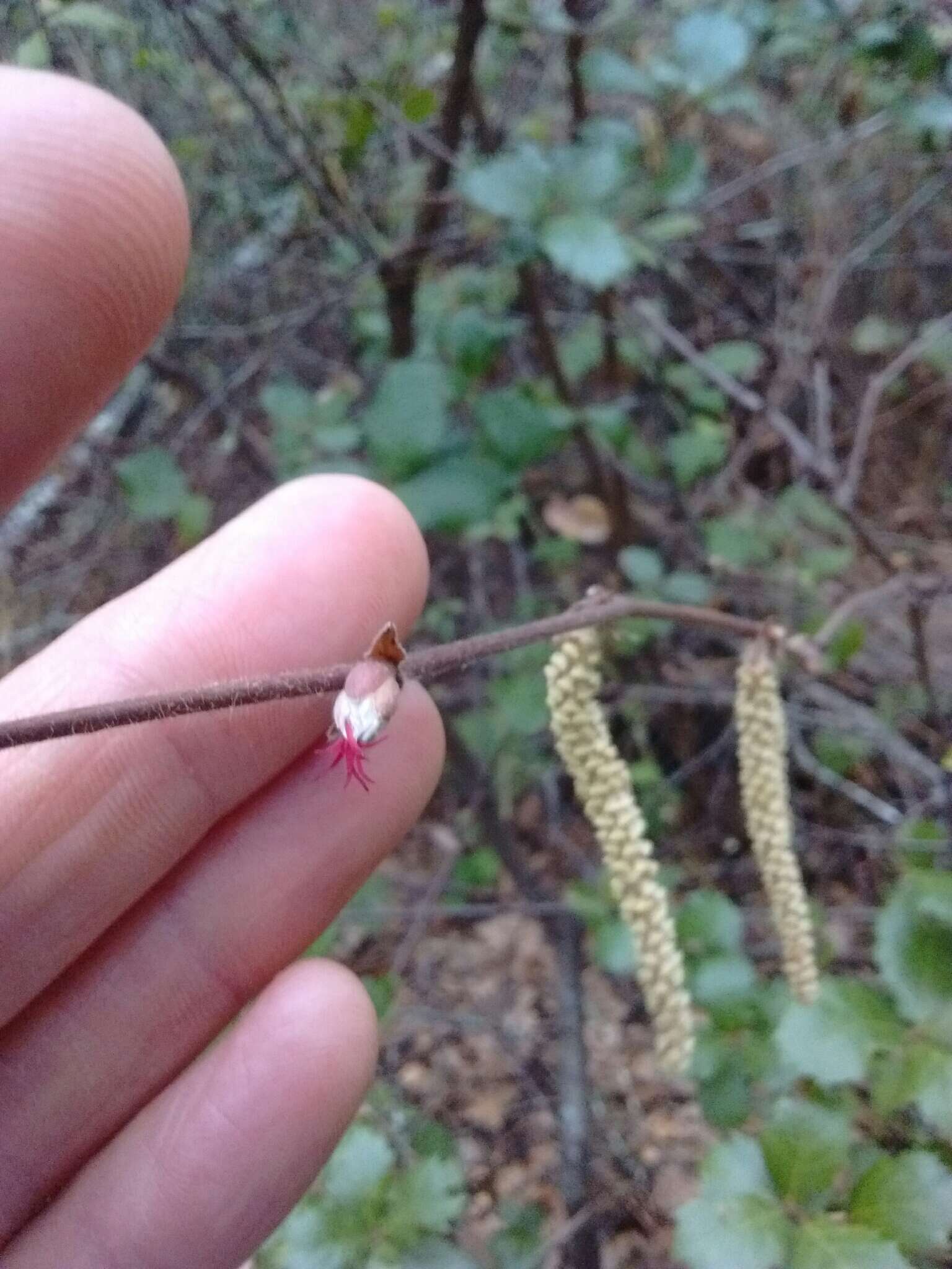 Image of Corylus cornuta subsp. californica (A. DC.) A. E. Murray