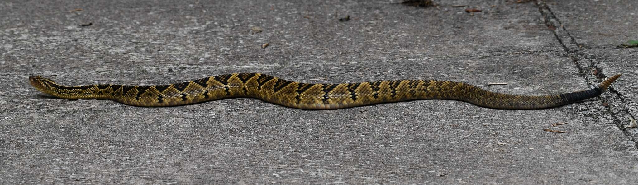 Image of Crotalus totonacus Gloyd & Kauffeld 1940