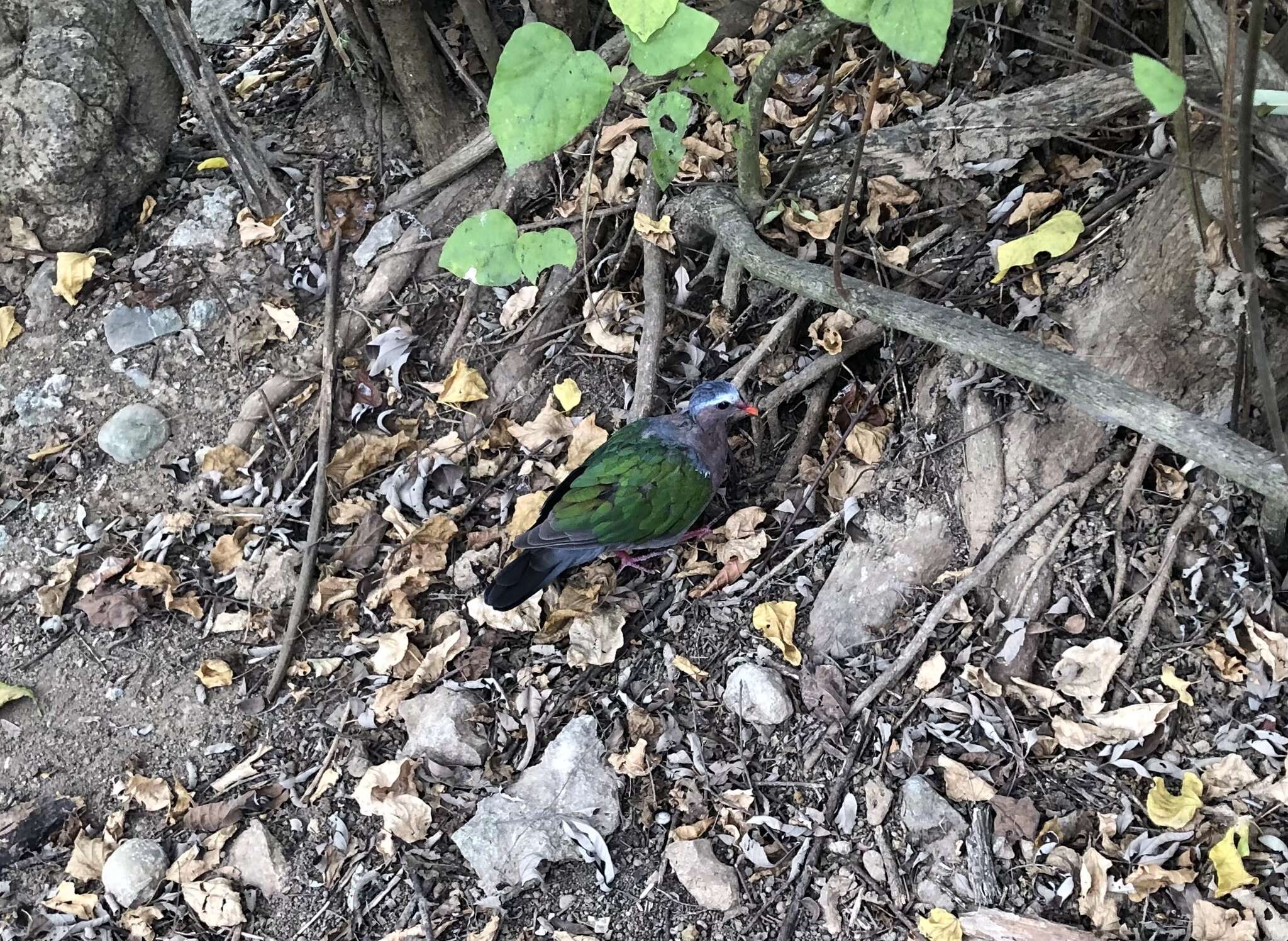 Image of Asian Emerald Dove (Common)