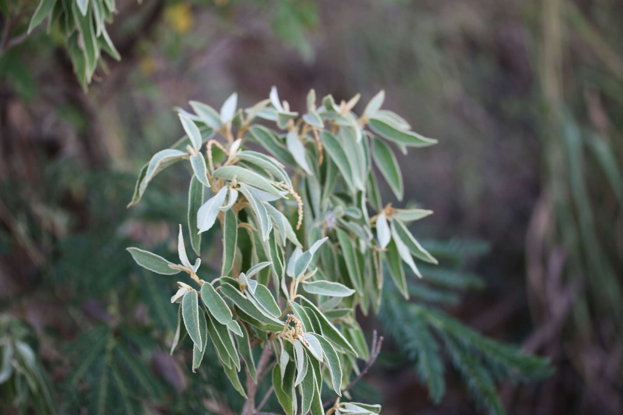 Image de Croton flavens L.