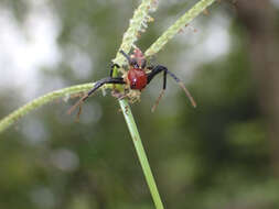 Image of Brown Flower Spider