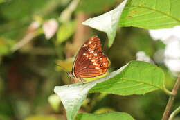 Image de Oxeoschistus protogenia Hewitson 1861