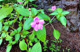 Image of Impatiens pulcherrima Dalzell