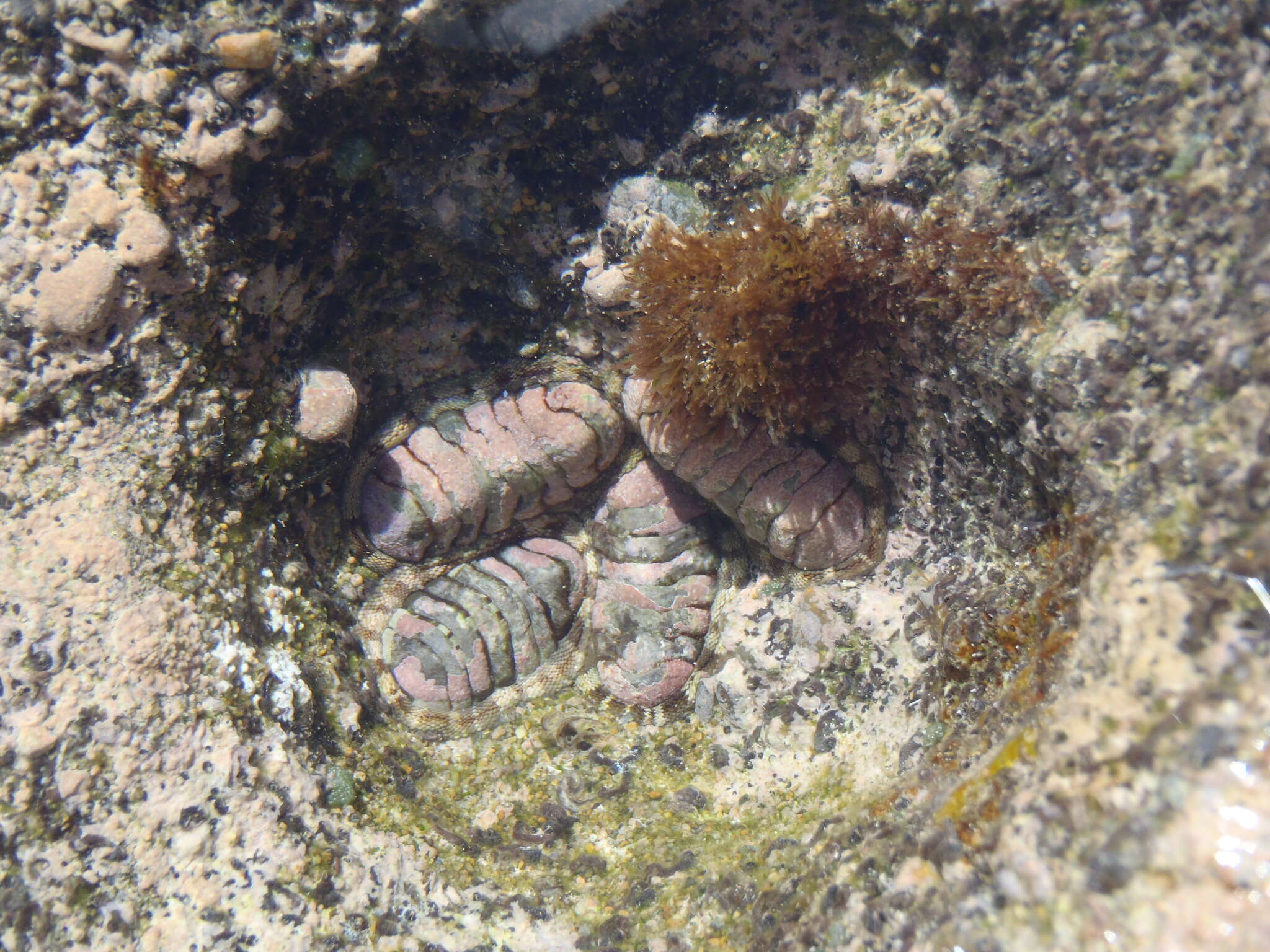 Image of scaly chiton