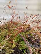 Слика од Leptobryum