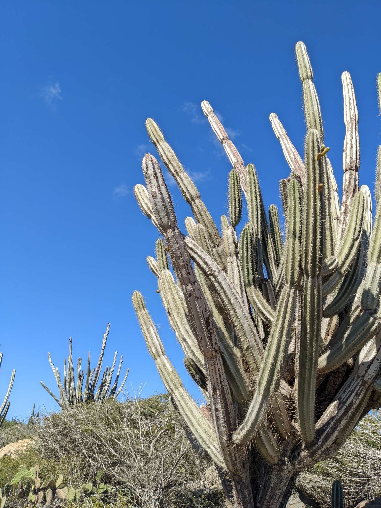 Cereus repandus (L.) Mill. resmi