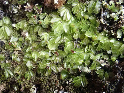 Image of Hymenophyllum minimum A. Rich.