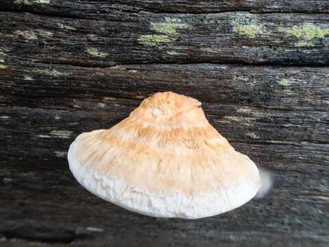 Image of Perenniporia ochroleuca (Berk.) Ryvarden 1972