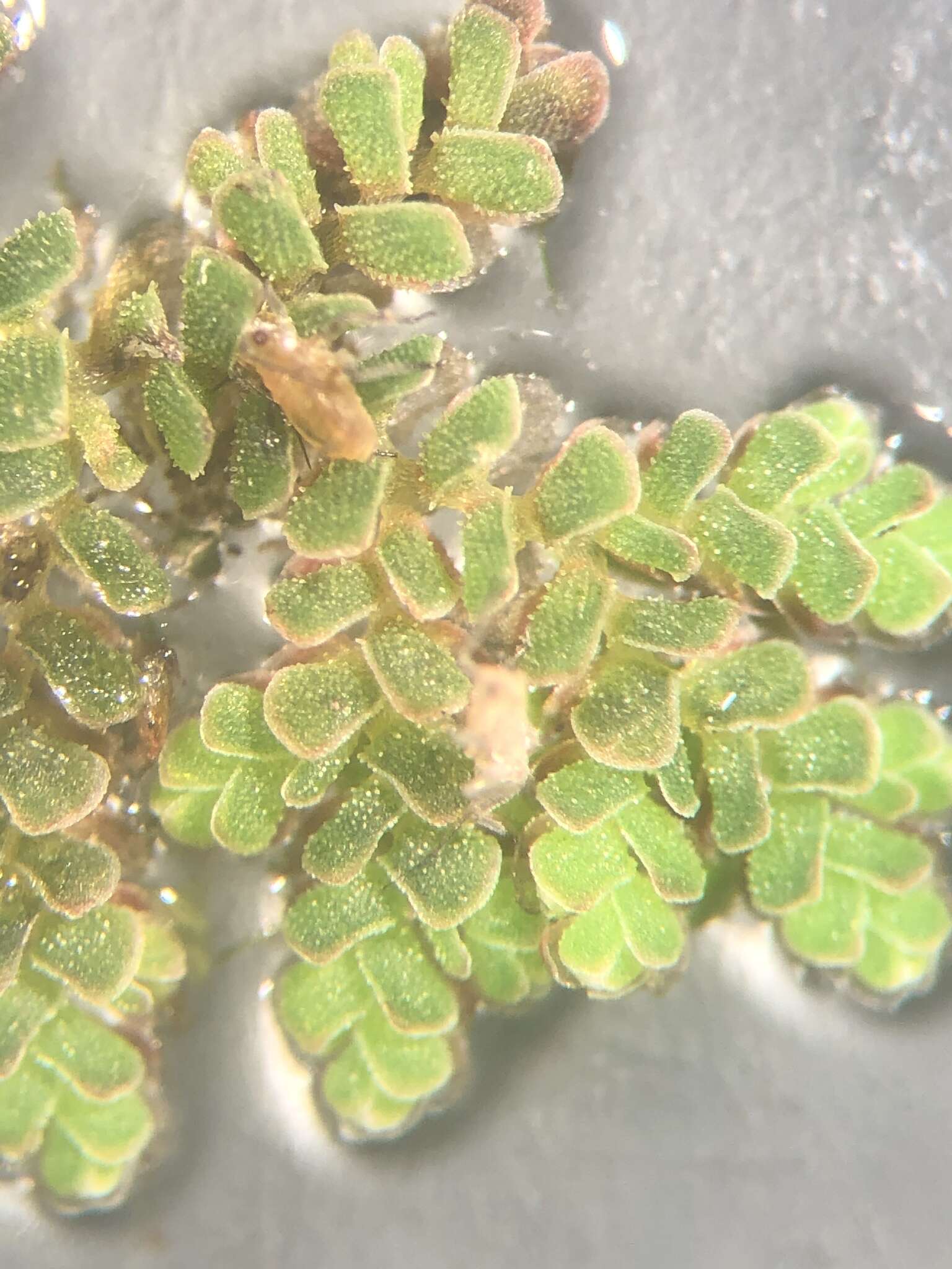 Image of Azolla filiculoides subsp. cristata (Kaulf.) Fraser-Jenk.