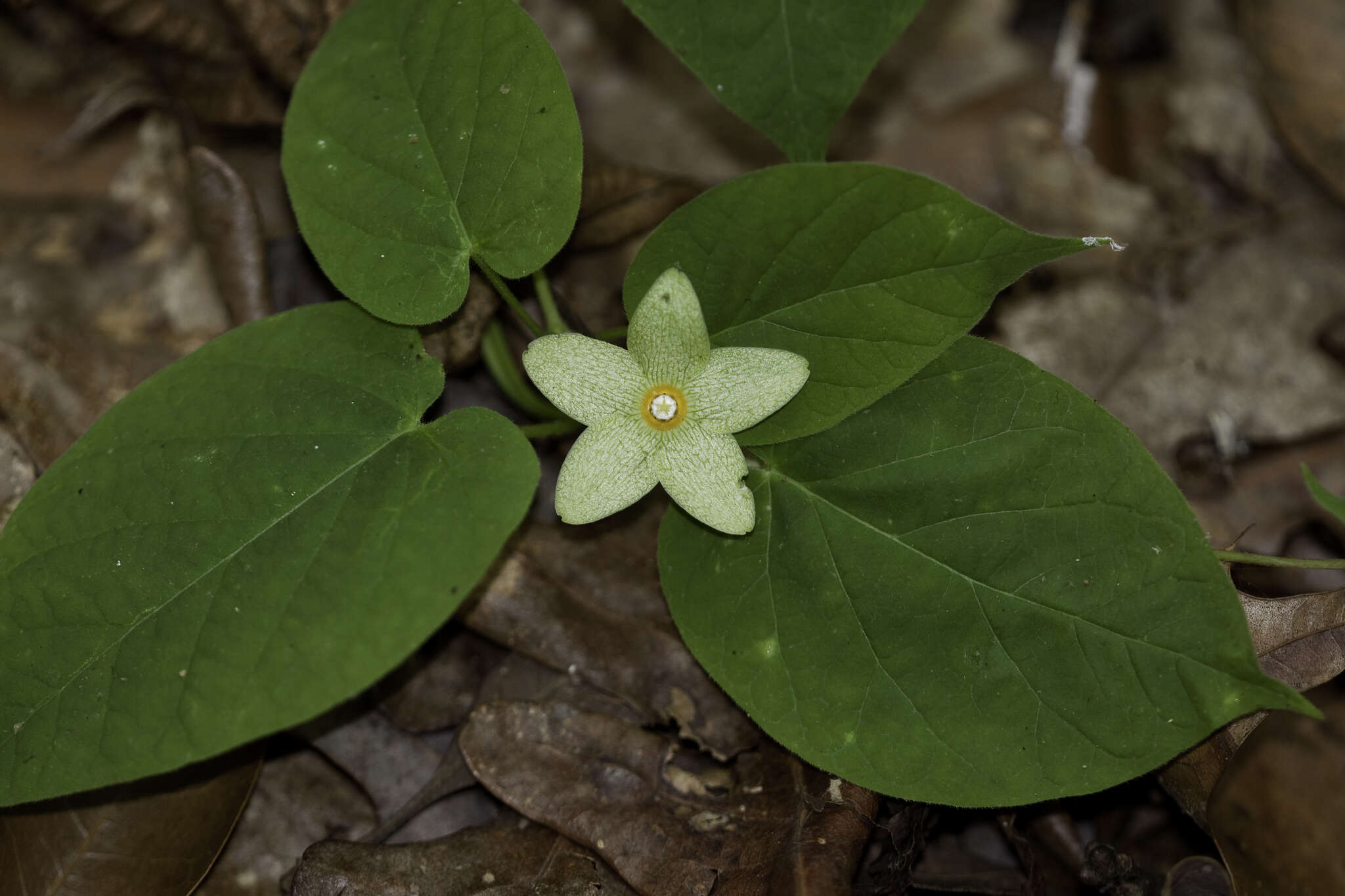 Sivun Matelea alabamensis (Vail) R. E. Woodson kuva