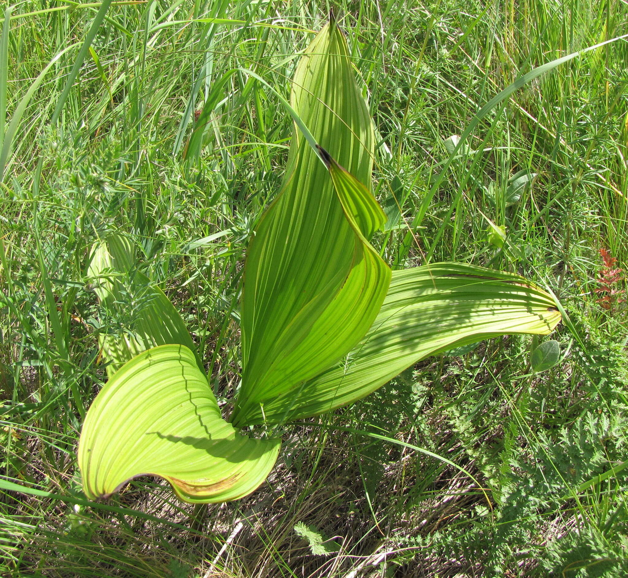 Image of black false hellebore