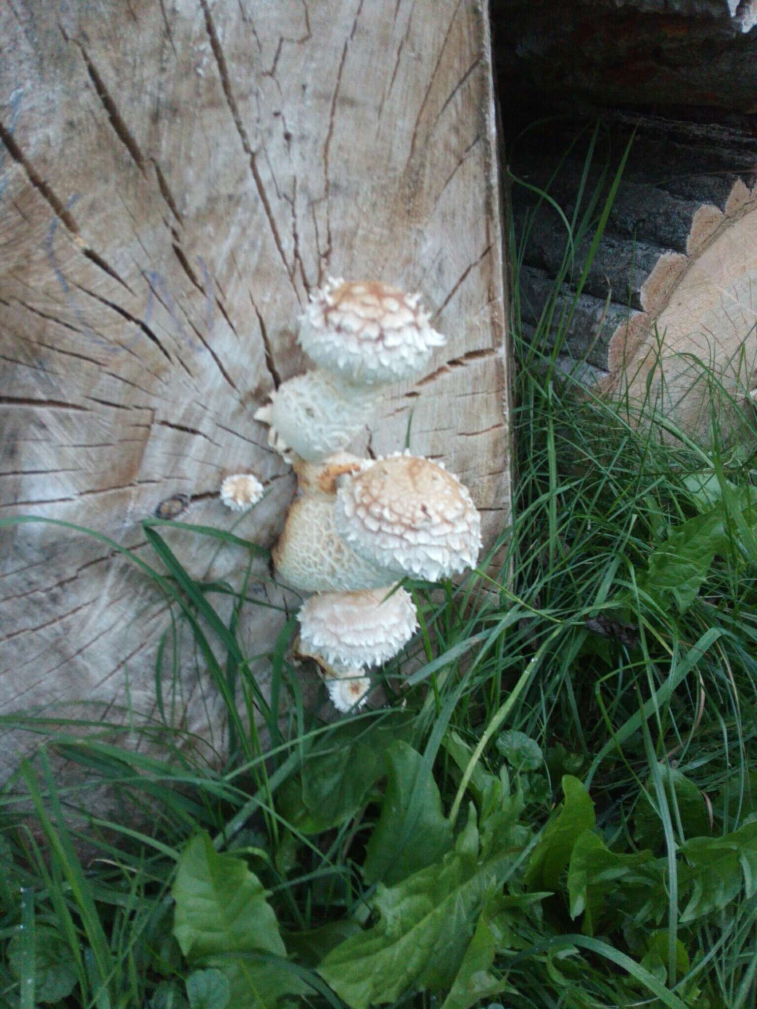 Слика од Hemipholiota