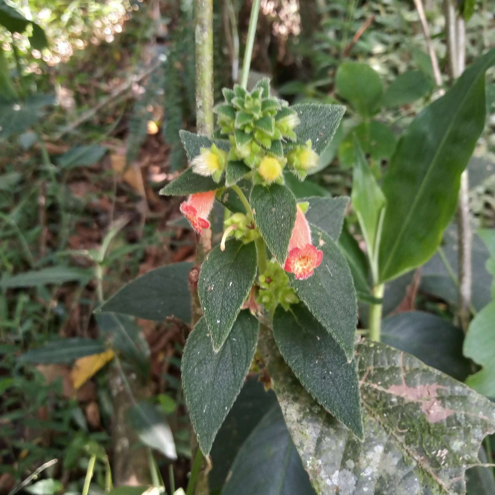 Image of Kohleria spicata (Kunth) Oerst.