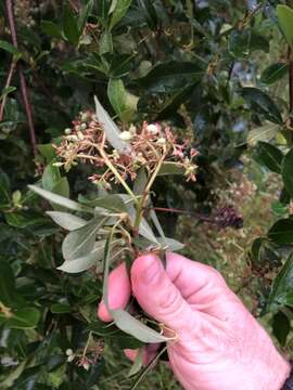 Viburnum nudum var. cassinoides (L.) Torr. & A. Gray的圖片