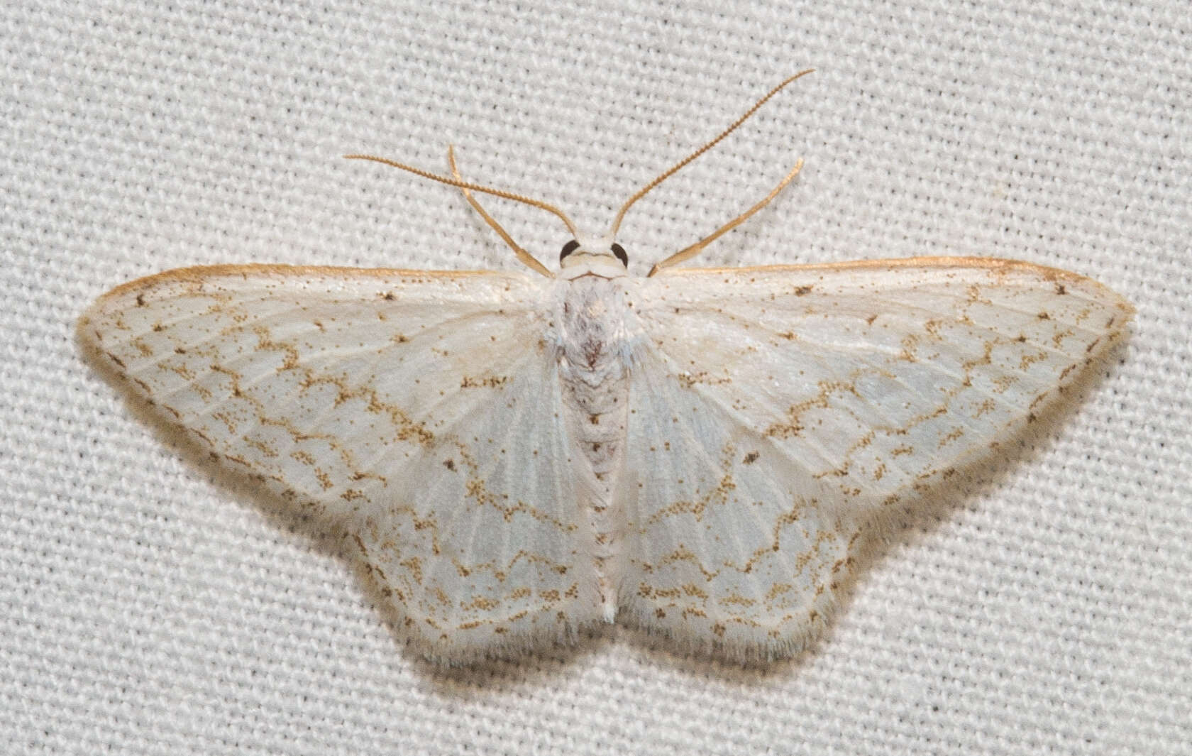 صورة Idaea tacturata (Walker 1861)