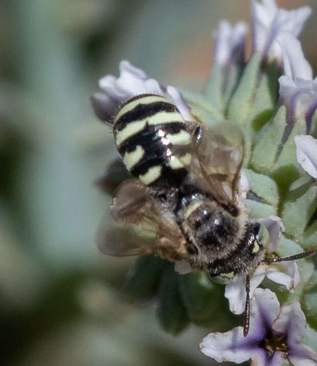 Image of Calliopsis hesperia (Swenk & Cockerell 1907)