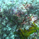 Image of black bush hydroid